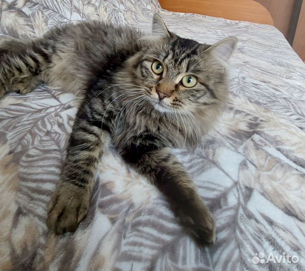 Кот Барсик