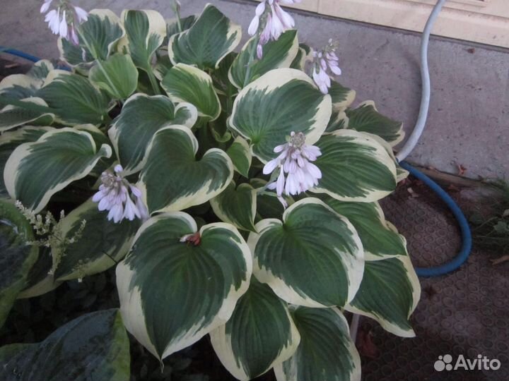 Хосты большие и маленькие