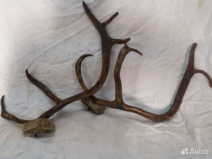 Рога оленя + крепление