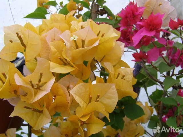 Бугенвиллия