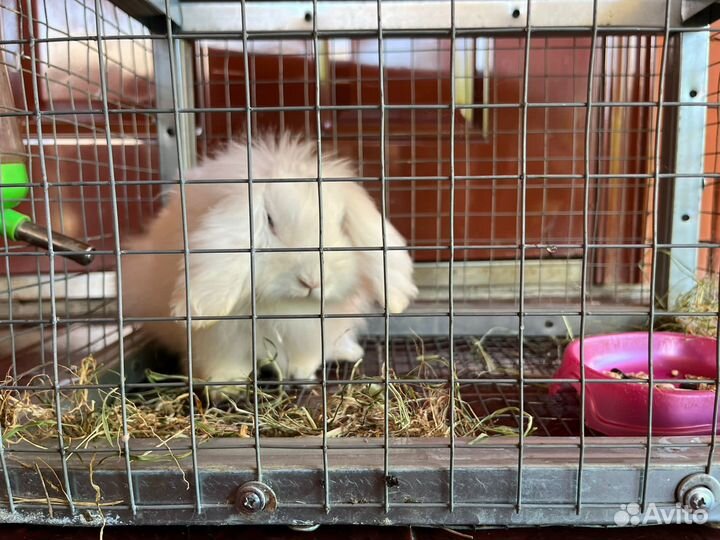 Кролик вислоухий