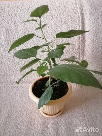 Цветы комнатные,Панданус,фиалки,и др