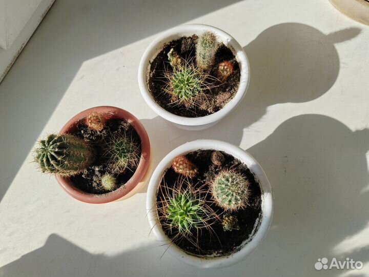 Кактусы детки