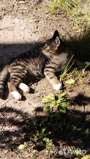 Котята в добрые руки мальчики