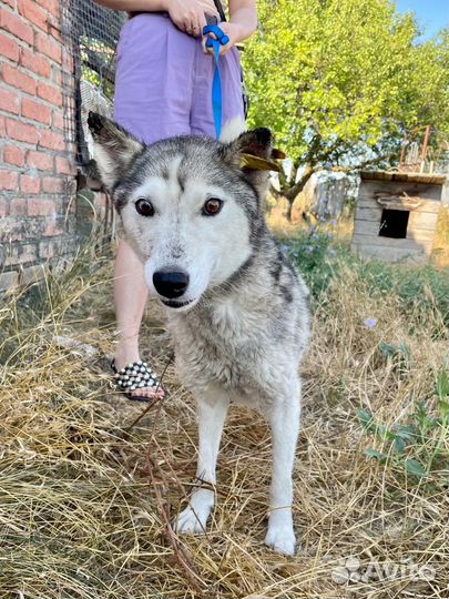 Щенки хаски