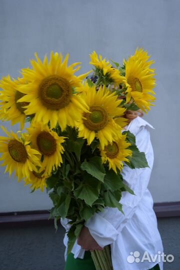 Подсолнухи Гиганты