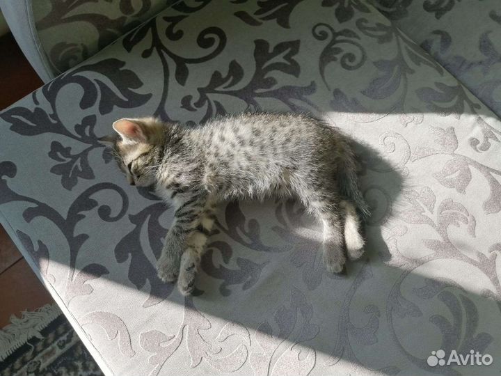 Котенок девочка в добрые руки