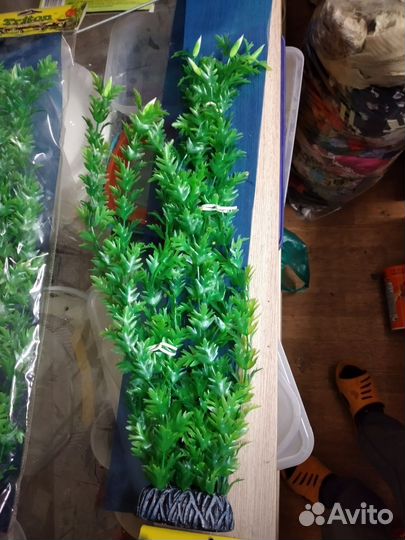 Водоросли для аквариума