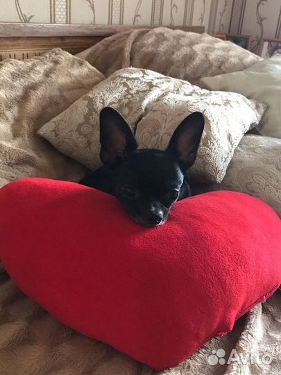 Вязка Чихуахуа