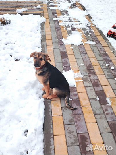 Супер Герда в поисках дома