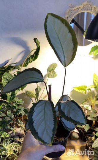 Калатеи Ктенанты Строманты