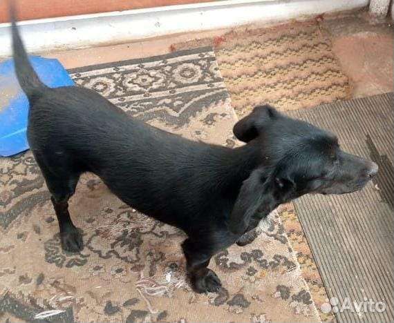 Собачка и щенки