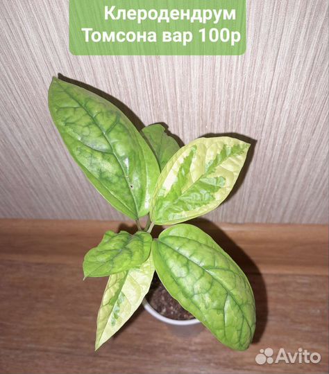 Цветы от Кристины