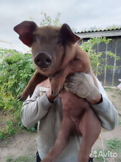 Поросята породы Дюрок