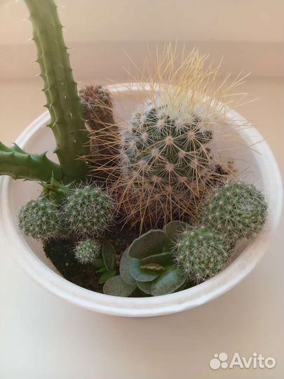 Кактусы и суккуленты