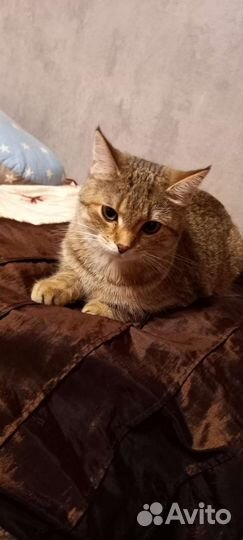 Британская кошка