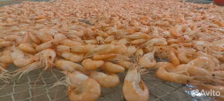 Азовская креветка