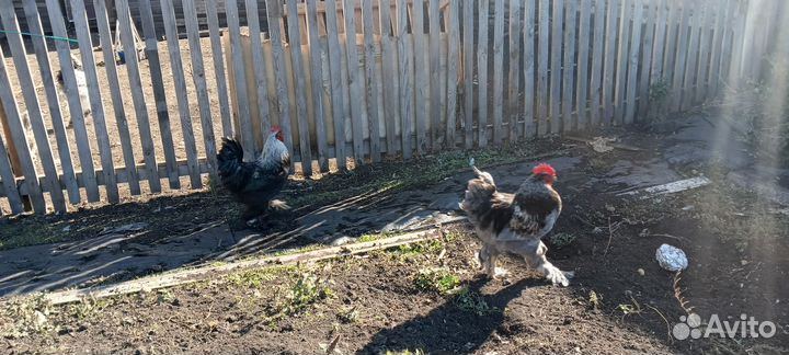 Петух брама