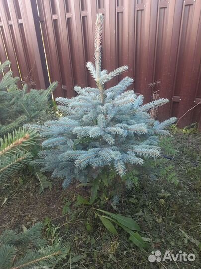 Ель голубая глаука и туи смарагд