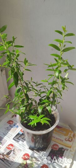 Мирт лечебный, цветущий