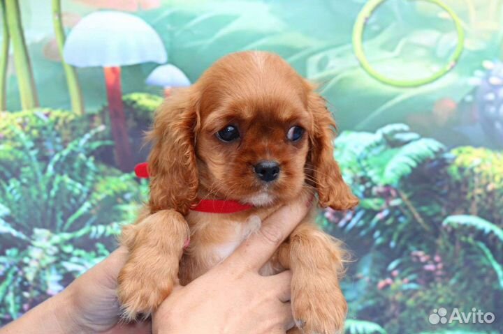 Кавалер Кинг Чарльз Спаниэль