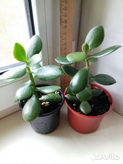 Денежные деревца-Толстянки