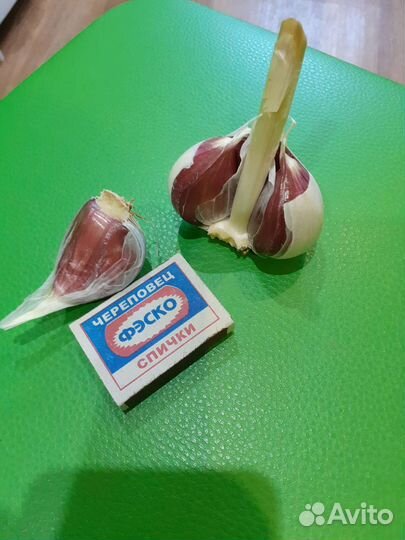 Чеснок на посадку, на хранение