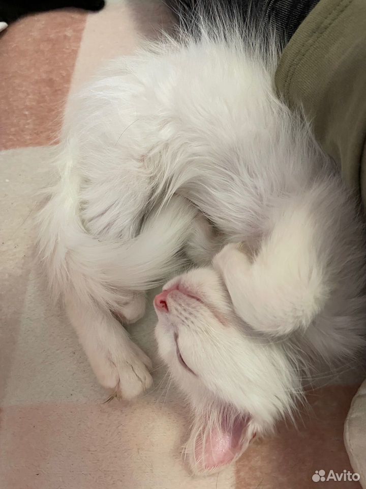 Котёнок в добрые руки, Краснодар
