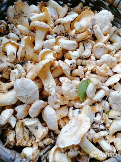 Грибы лисички