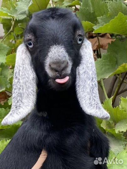 Коза и козлята англо-нубийские/шами