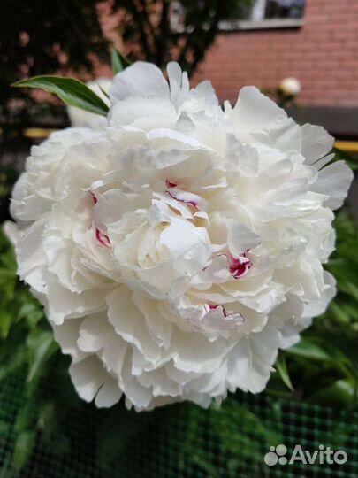 Пионы саженцы