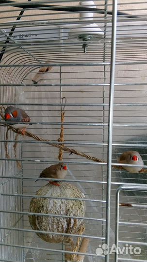 Зебровые амадины