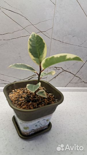 Фикус тинеке