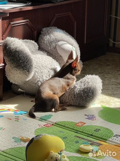 Чихуахуа кобель для вязки