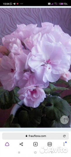 Пеларгонии сортовые