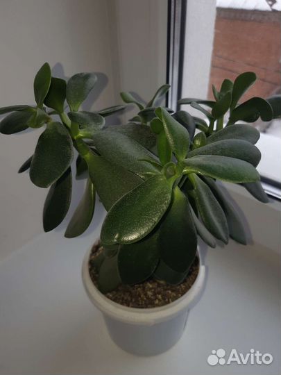 Толстянка. Денежное дерево