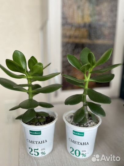 Денежное дерево(толстянка, крассула)