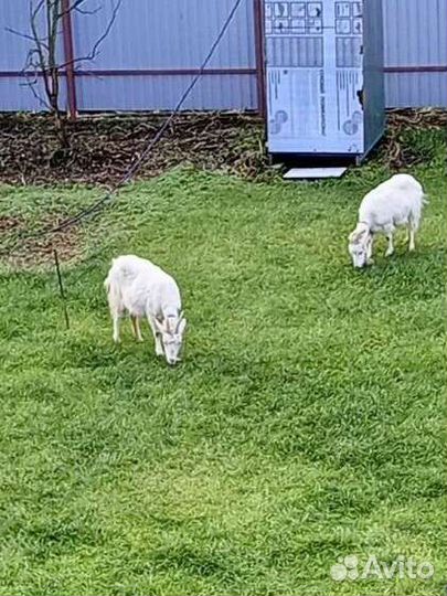 Козы дойные
