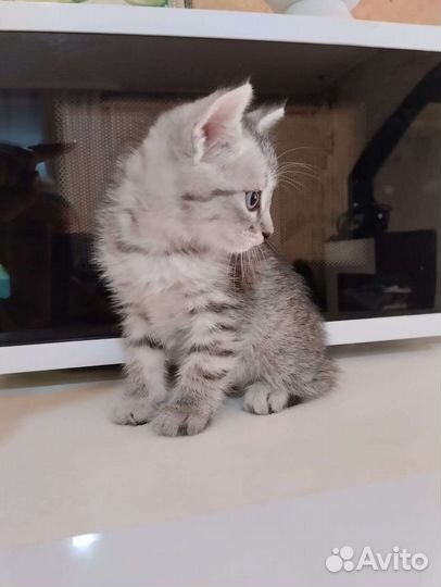 Красивые котята