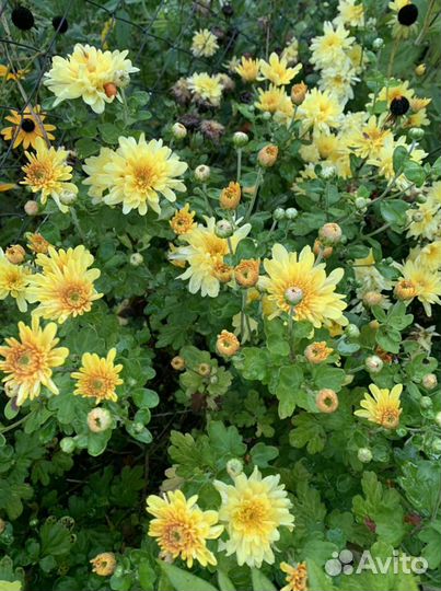 Хризантема многолетняя желтая