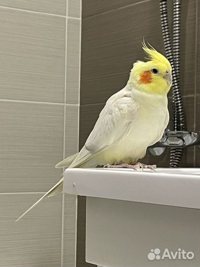 Попугаи корелла
