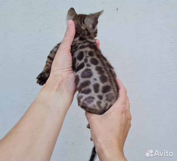 Бенгальские кошечки