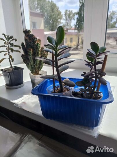 Кактус, денежное дерево