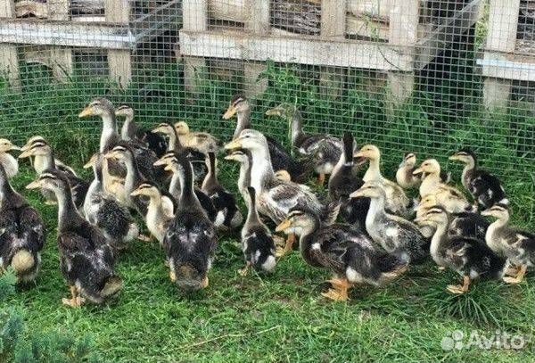 Утки башкирская