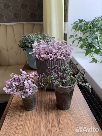 Каллизия Pink Panther, Green