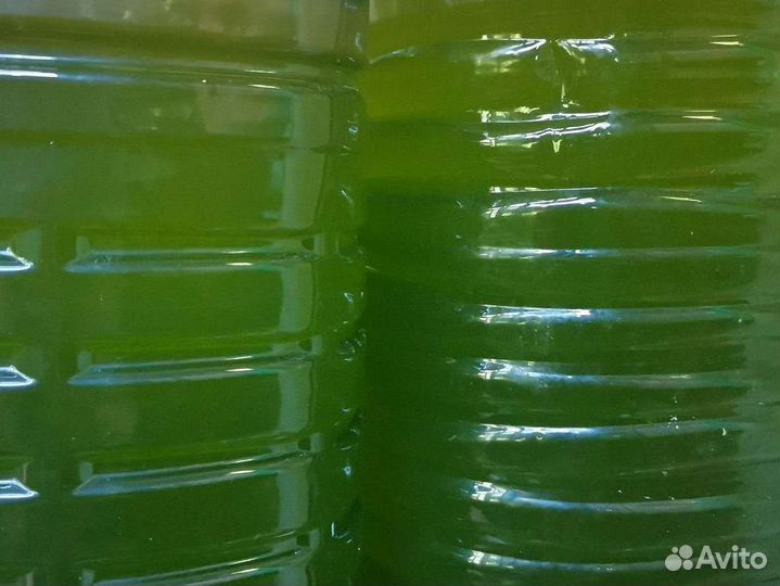 Хлорелла для рассады