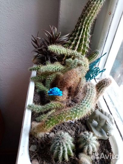 Кактусы, стапелия, бразилиопунция