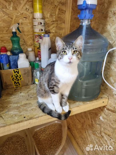 Котик в добрые руки