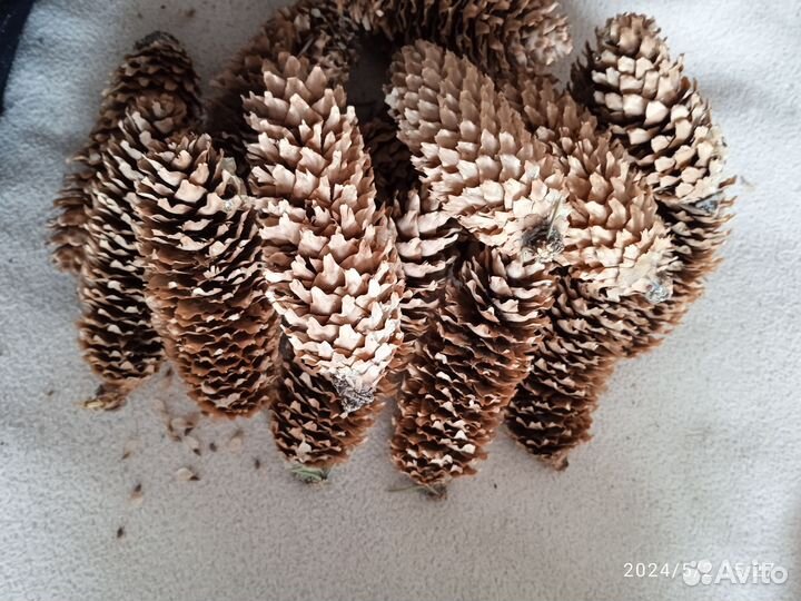 Семена голубой ели