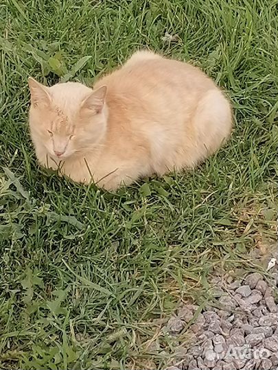 Солнечный котик